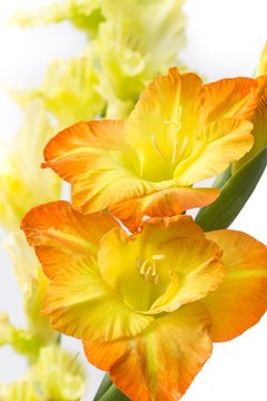 orange blossom irises