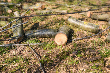 Freshly cut tree logs in a forest, deforestation, nature destruc