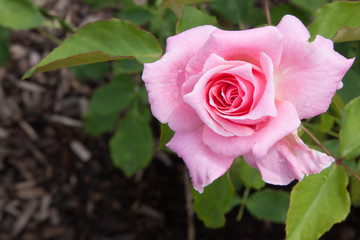 Colorful roses