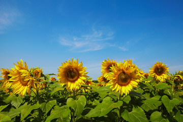 Fototapeta premium Field of blooming sunflowers