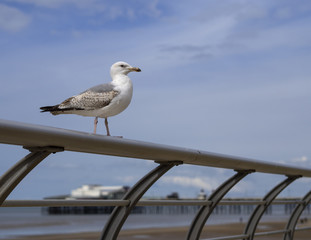 Blackpool Gull