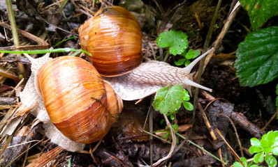 2 Schnecken im Wald