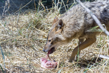 Fototapeta premium Golden jackal (Canis aureus)