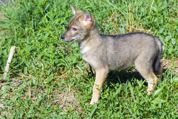Golden jackal (Canis aureus) puppy