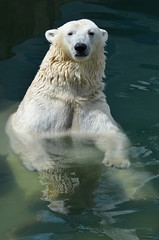 Белый медведь.