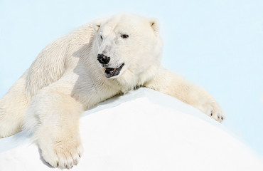 Белый медведь.