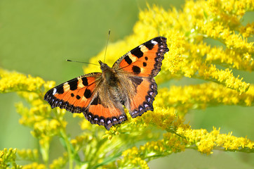 Бабочка на жёлтом цветке.