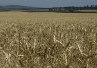 horizon of a wheat field cleaning stage