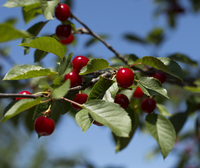 branch of red cherry close up