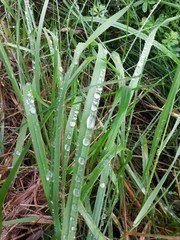 Regentropfen auf Gras