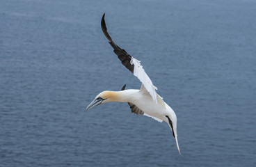 Northern gannet (Morus bassanus), Helgoland island ,Germany