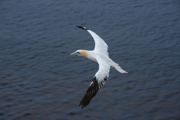 Fototapeta na wymiar Northern gannet (Morus bassanus), Helgoland island ,Germany