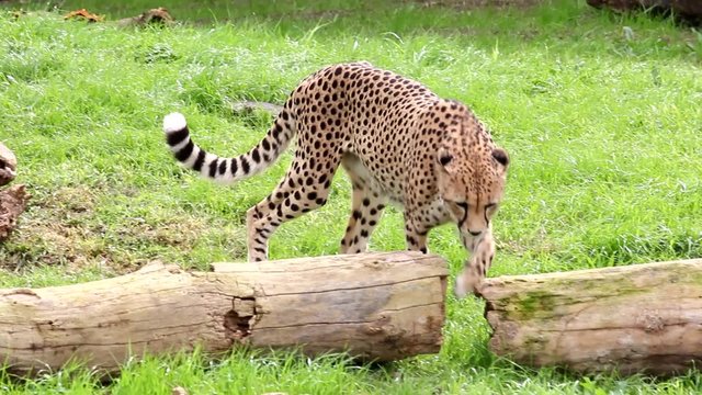 Un guepardo camina entre troncos de arboles. Zoo en la Argentina
Guepardo, dos tomas de video diferentes en un archivo de v&iacute;deo