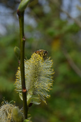 Yellow willow catkin on a branch