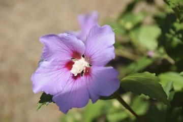 Hibiscus syriacus