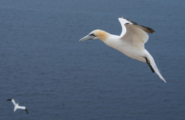 Fototapeta na wymiar Northern gannet (Morus bassanus), Helgoland island ,Germany