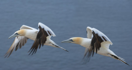 Northern gannet (Morus bassanus), Helgoland island ,Germany