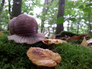Schnecke im Wald