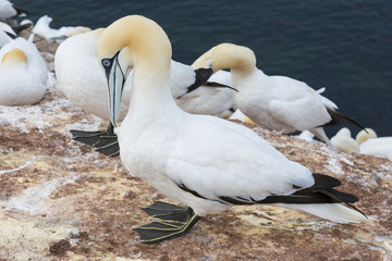 Northern gannet (Morus bassanus), Helgoland island ,Germany