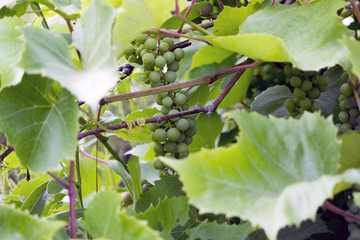 Matures new grape harvest. Soon we will make wine. From these grapes will make ordinary and sparkling wine.
