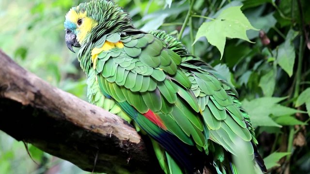 Loro hablador del Amazonas, en la reserva zool&oacute;gica. Argentina..