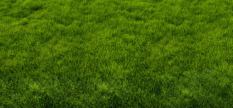 Green grass texture from a park