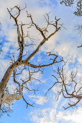 Dry tree on cloudy and blue sky