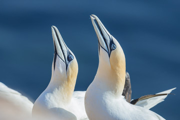 Northern gannet (Morus bassanus), Helgoland island ,Germany