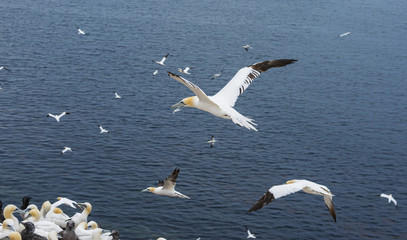Northern gannet (Morus bassanus), Helgoland island ,Germany