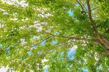 Trunk and green leafs against sunlight
