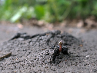 Junge Pflanze durchbricht Asphalt 