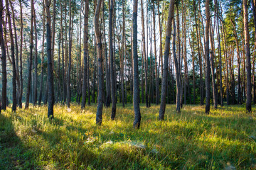 pine forest