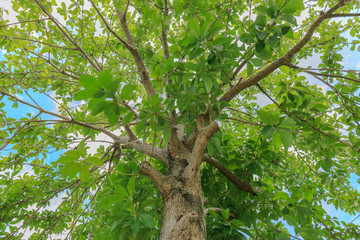 Trunk and green leafs against sunlight