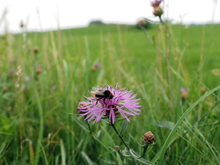 Hummel auf Nektarsuche