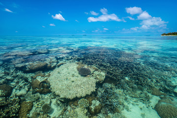 Fototapeta na wymiar Perfect tropical island paradise beach and coral