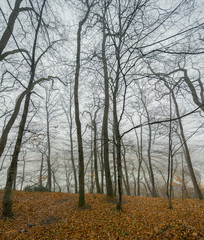 Fototapeta premium Autumn in the forest