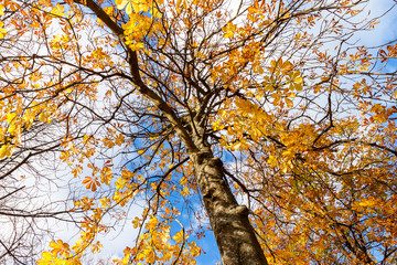 tree with yellow autumn leave