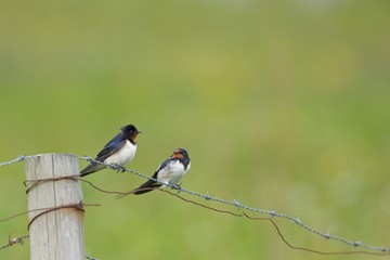 Barn swallows discussing