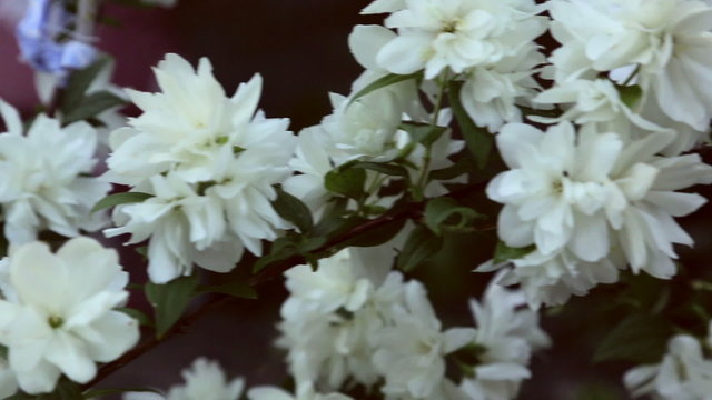 Blooming jasmine