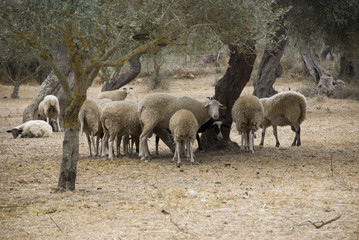 Obraz na płótnie Canvas schafherde unter olivenbäumen auf kreta, griechenland