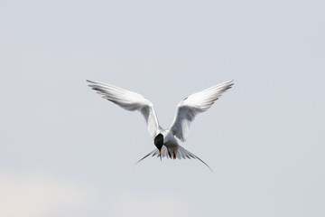 Common Tern (Sterna hirundo)