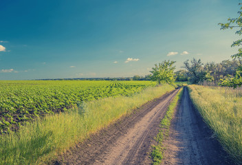 Summer landscape with green grass and road