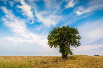 Fototapeta na wymiar Stubble field with single tree