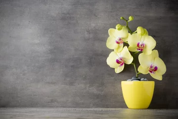 Photo sur Plexiglas Orchidée Yellow orchid on the grey background.