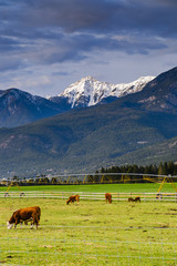 Fototapeta na wymiar Mountain cattle pasture