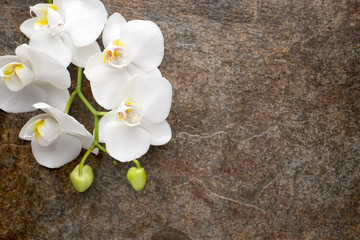 White orchid on the grey background.