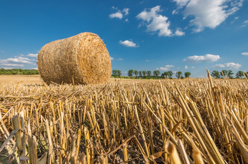 Straw bales on the stubble field beneath blue sky with clouds