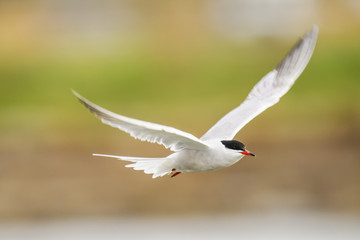 Common Tern (Sterna hirundo)