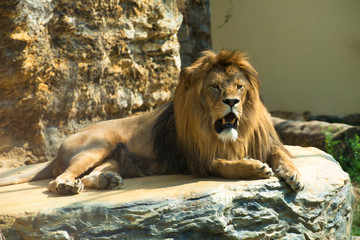 Fototapeta premium Barbary lion (Panthera leo leo), also known as the Atlas lion. Wildlife animal.
