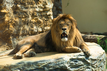 Barbary lion (Panthera leo leo), also known as the Atlas lion. Wildlife animal.